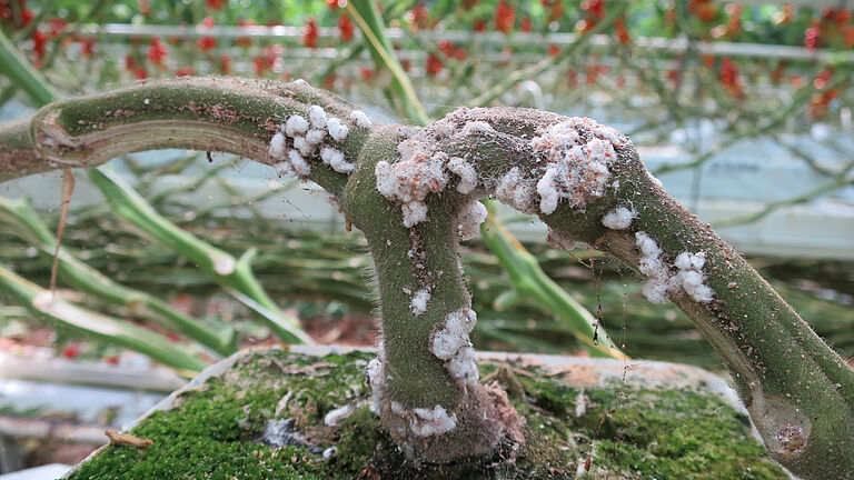 Citrus mealybug Planococcus citri infestation on stem