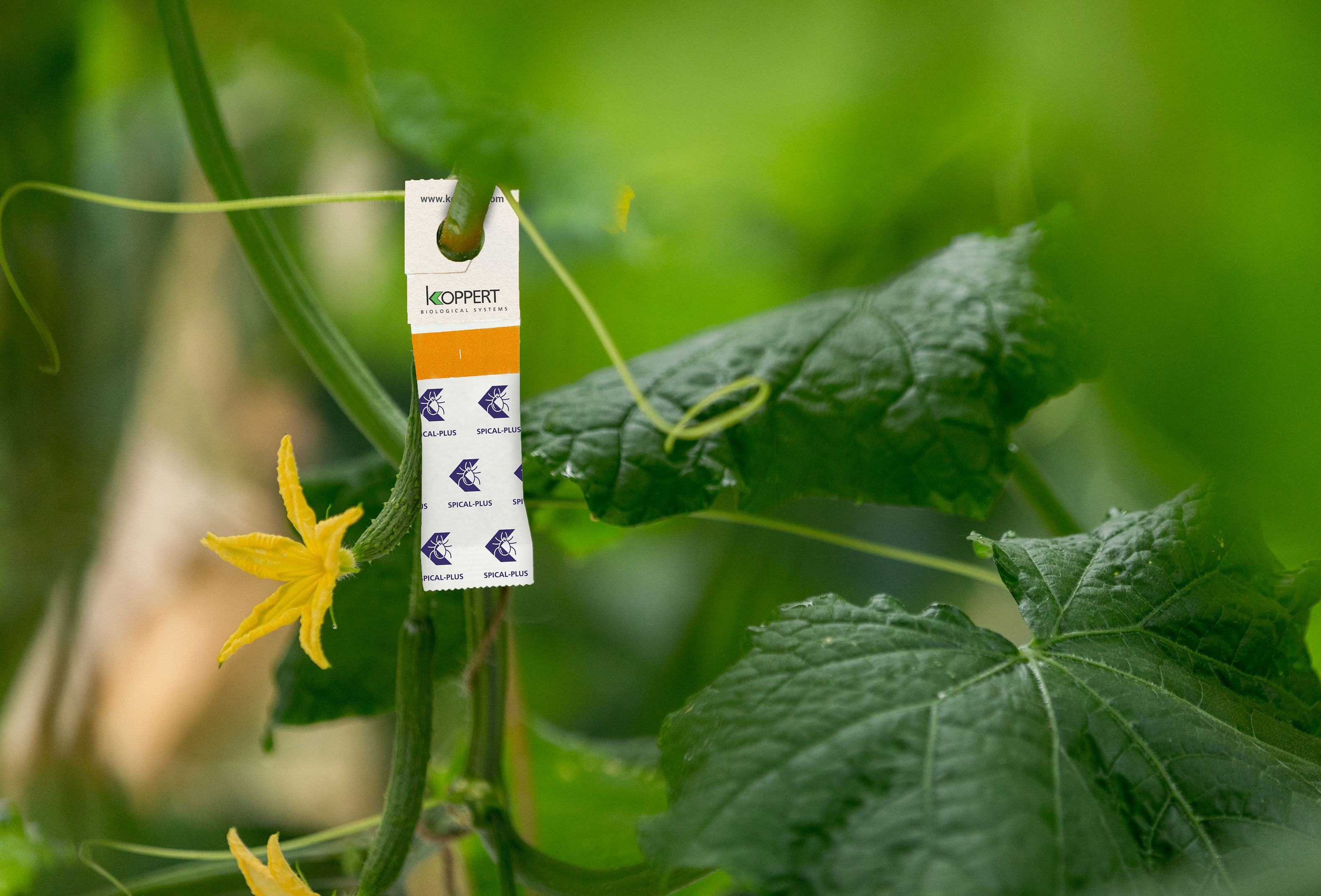 Una nueva imagen para Spical-Plus