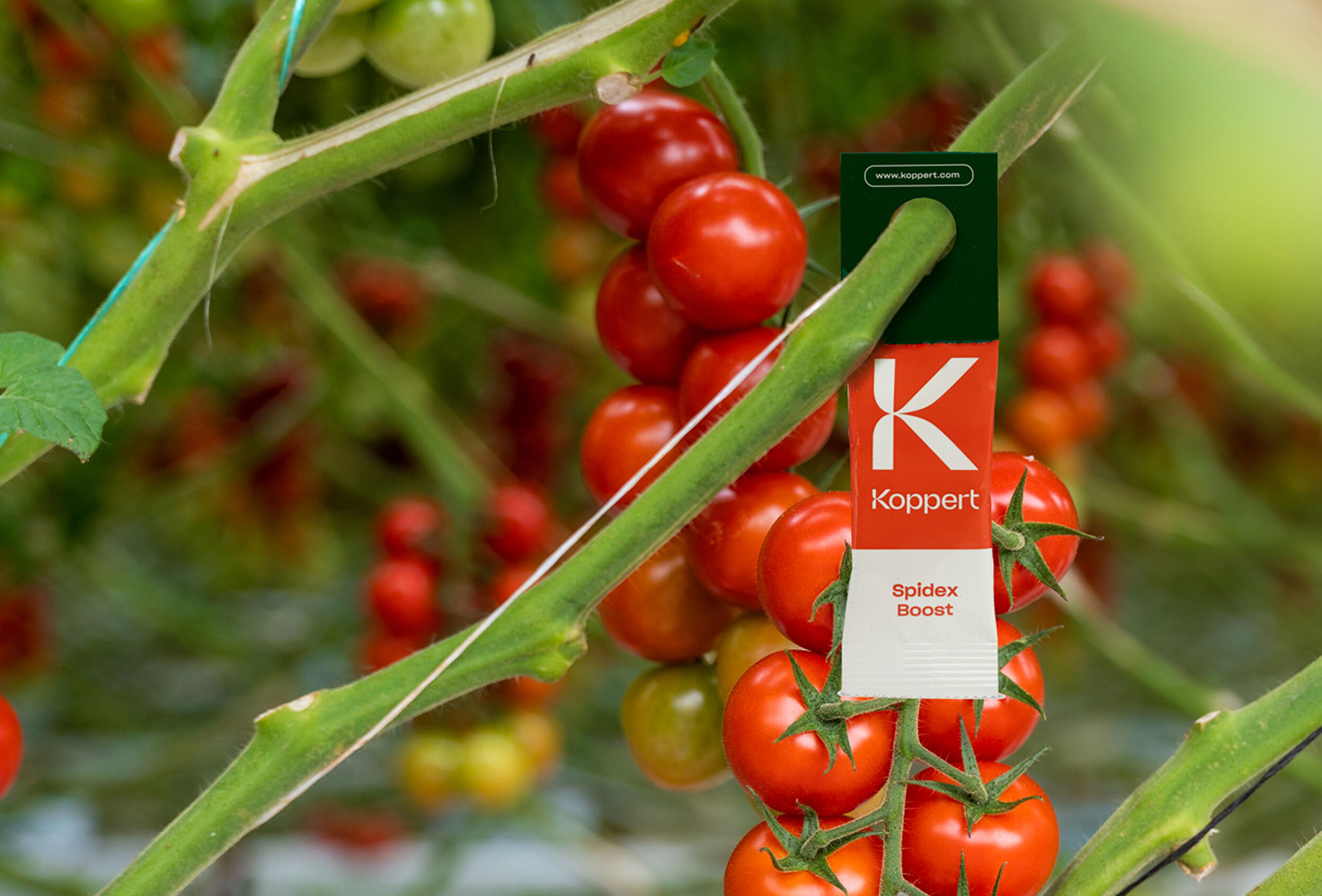 Aumenta el control de la araña roja con Spidex Boost