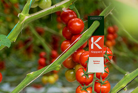 Aumenta el control de la araña roja con Spidex Boost