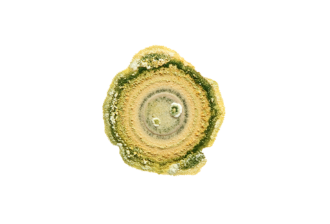 Gestión de enfermedades de las plantas