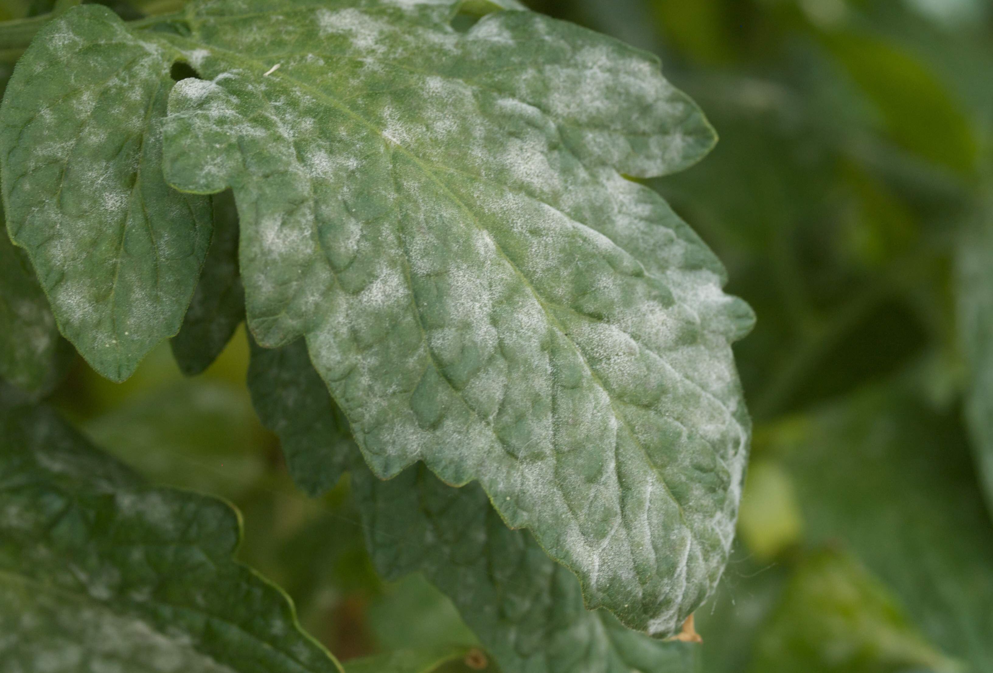 Protege tus cultivos de la cenicilla con Veni Sulfur