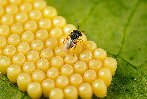 Beneficios de utilizar avispas parasitoides para el control de plagas