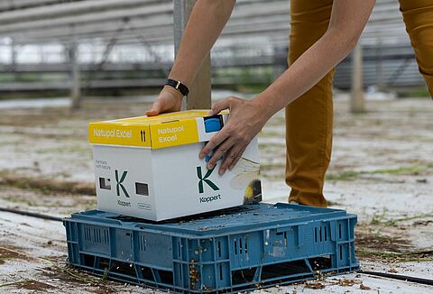 Colocación óptima de colmenas de abejorros