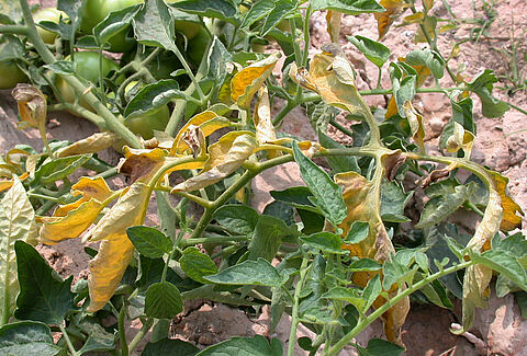 Fusariosis vascular
