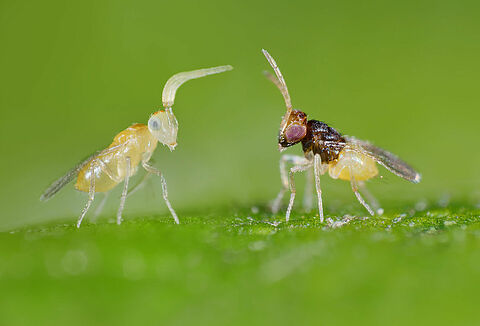 Control eficaz de la mosca blanca utilizando avispas parasitoides