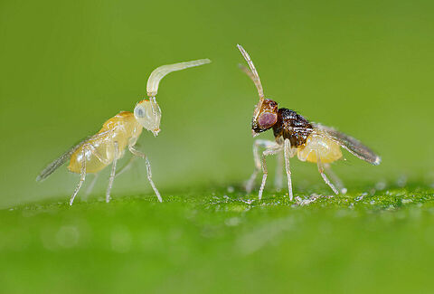Control eficaz de la mosca blanca utilizando avispas parasitoides