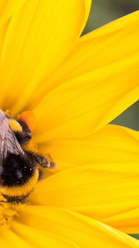 Bombus terrestris en flor