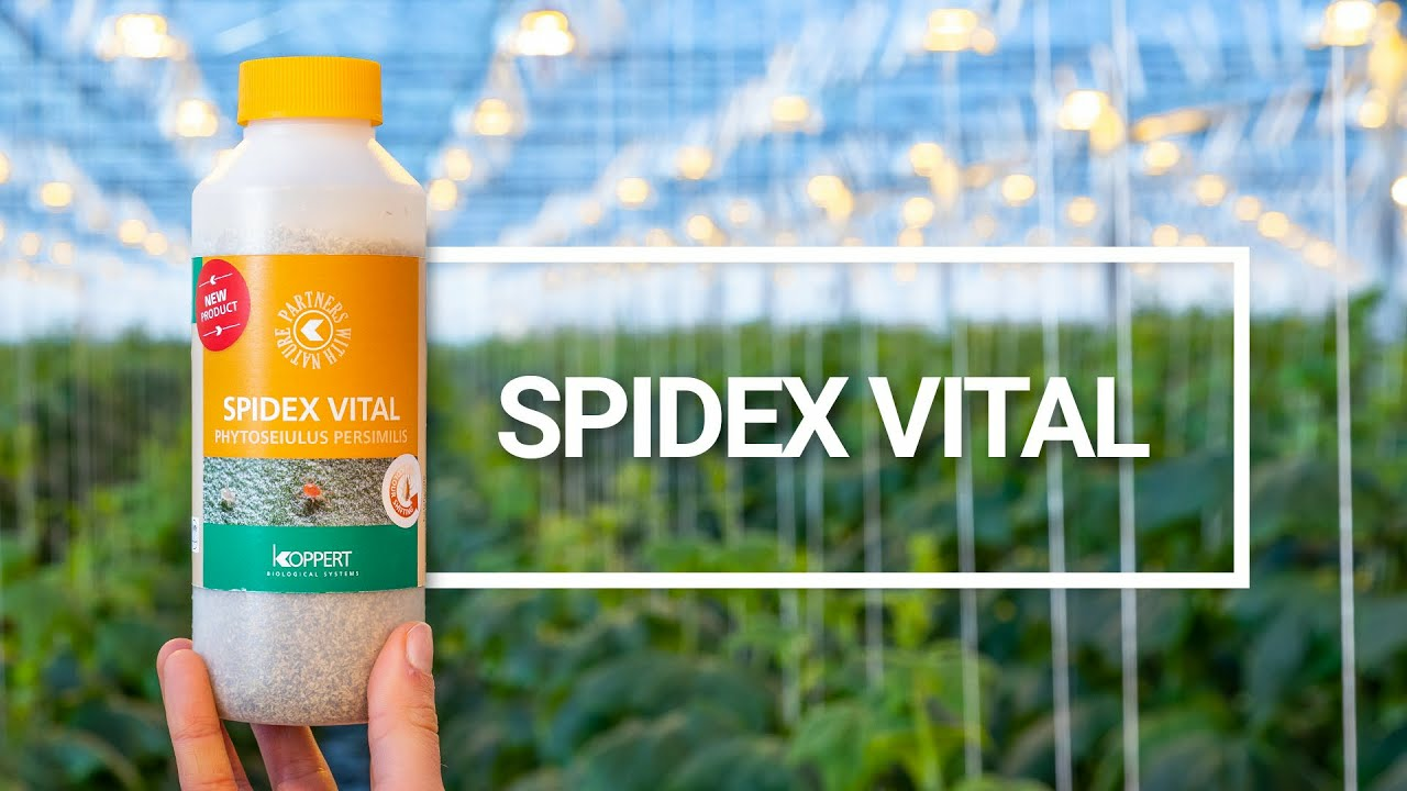Spidex Vital: Tu aliado vital en el control de la araña roja
