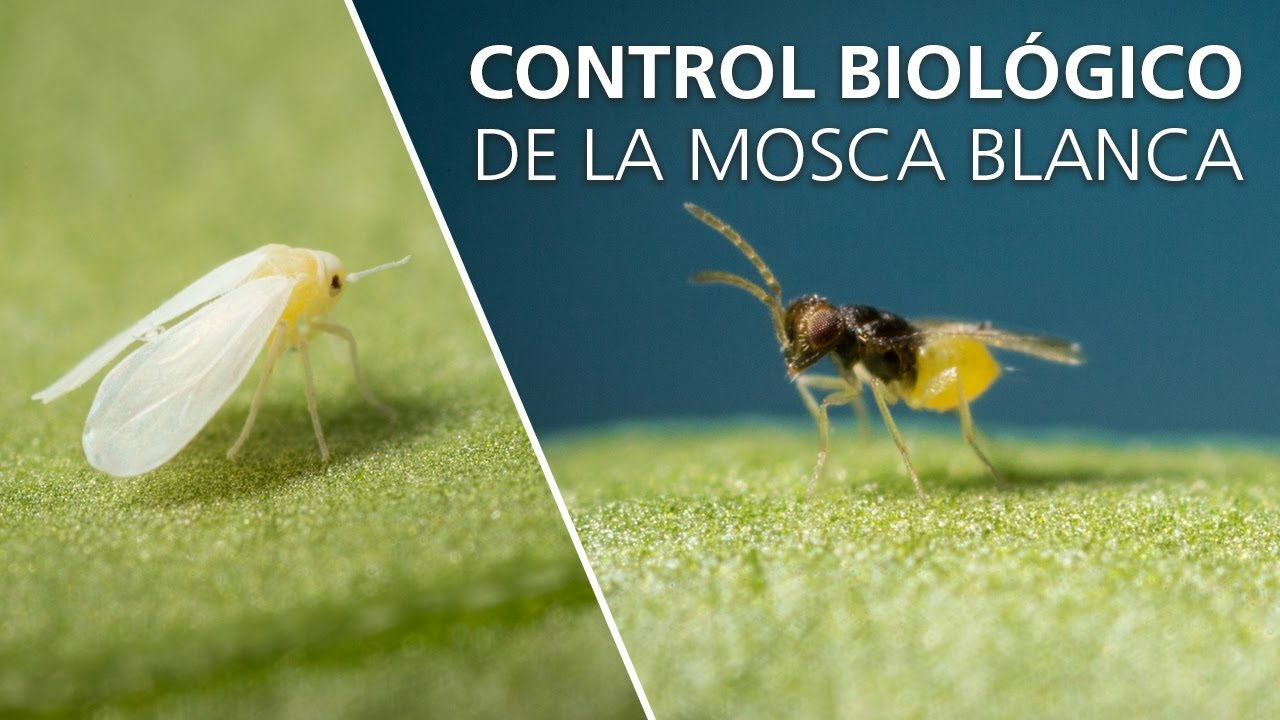 Control biológico de la mosca blanca - Encarsia formosa Control biológico de la mosca blanca - Encarsia formosa