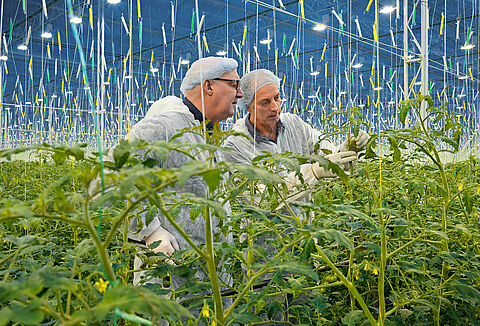 Un cultivo sustentable es mucho más que plagas y sus enemigos naturales
