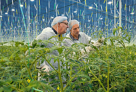 Un cultivo sustentable es mucho más que plagas y sus enemigos naturales