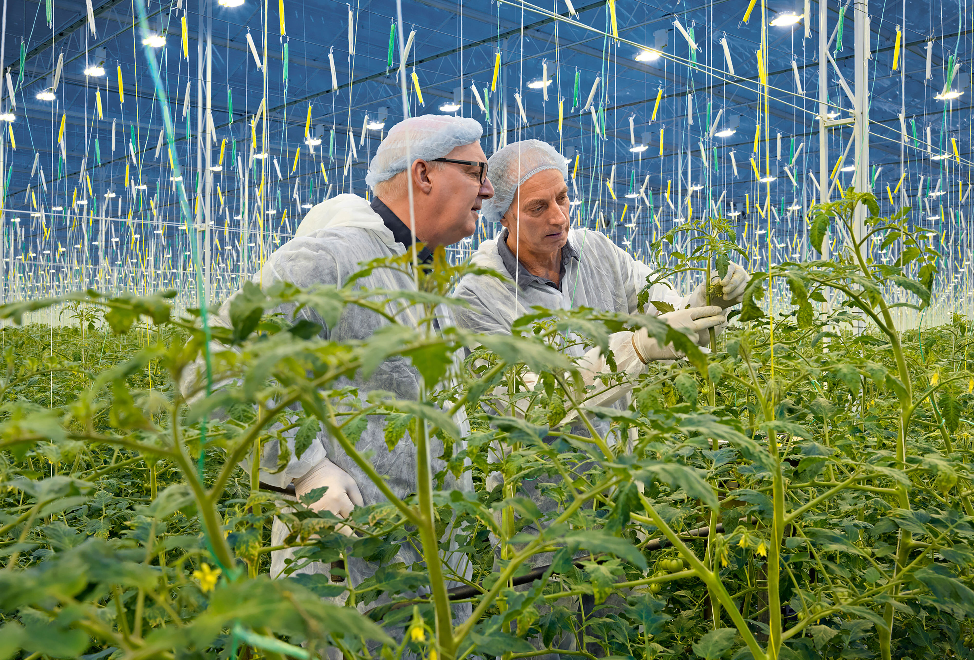 Un cultivo sustentable es mucho más que plagas y sus enemigos naturales
