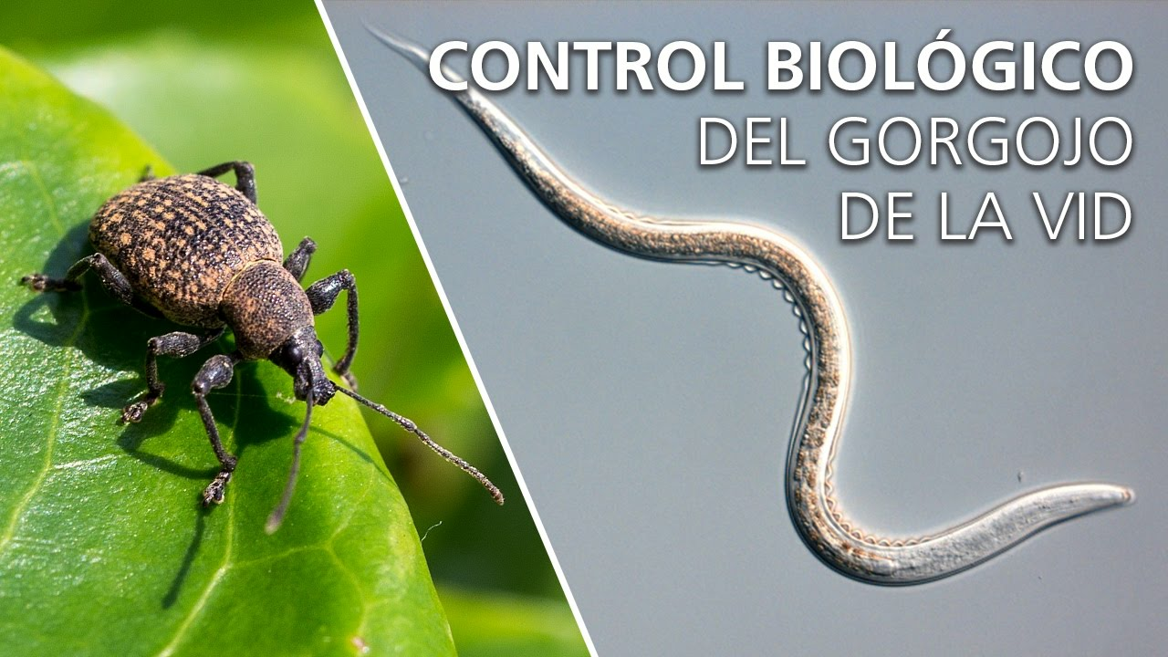 Control biológico del gorgojo de la vid - Heterorhabditis bacteriophora