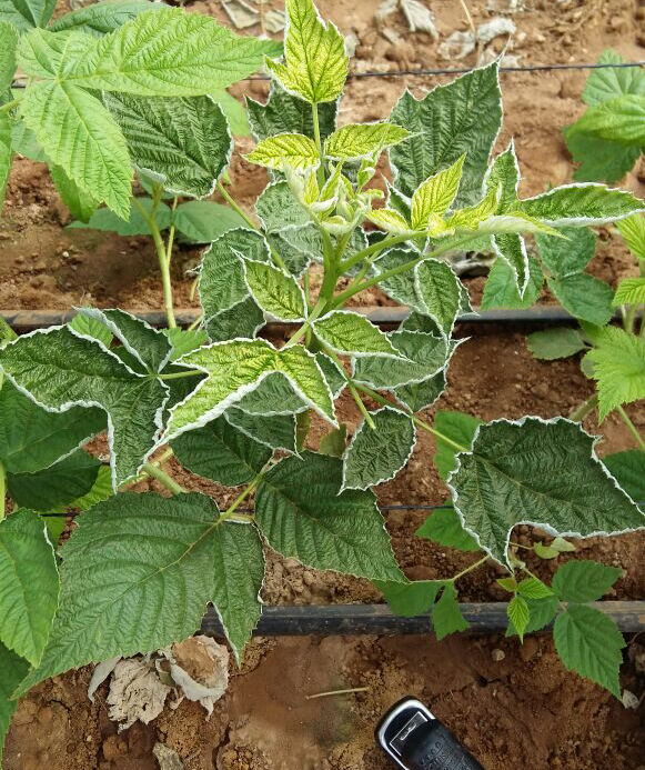 Raspberry damage caused by Broad mite Polyphagotarsonemus latus