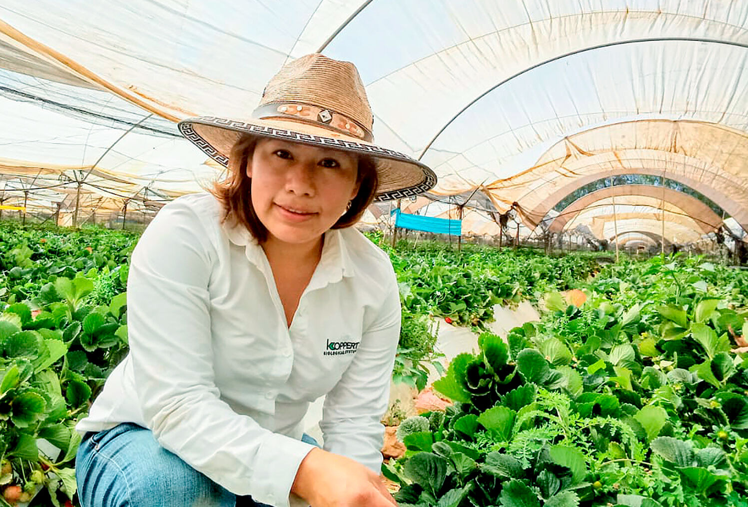 ¿Cómo controlar fungus gnat en fresa usando nematodos?