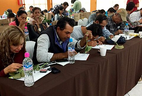 Koppert México cerrará el año con Curso Berries 2017