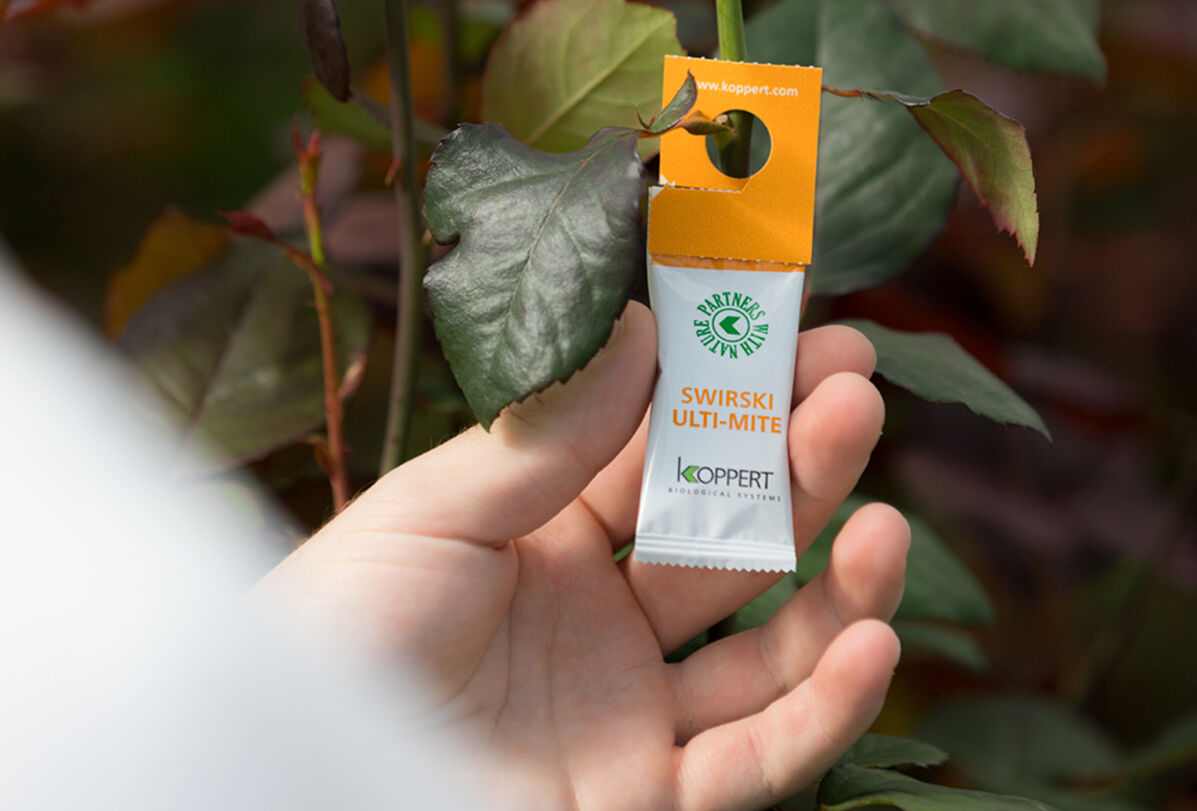 El Amblyseius swirskii debe de volver a su lugar feliz ¡lo más pronto posible!