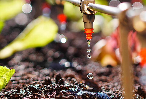 Ahorrar agua y reducir la contaminación de los acuíferos es posible con Trianum de Koppert