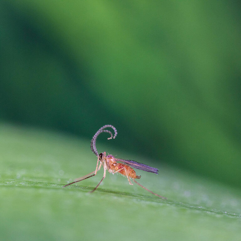 Feltiella acarisuga estado adulto