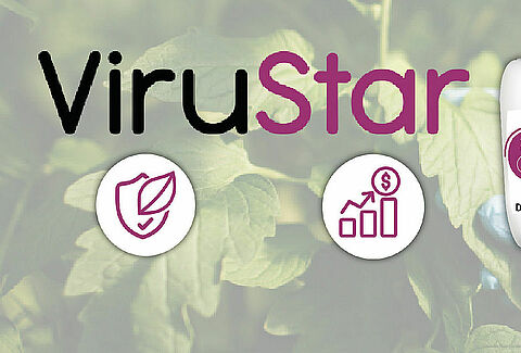 ViruStar mejora su efectividad contra ToBRFV