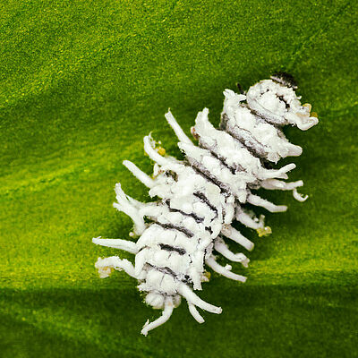 Estado pupal de Crypolaemus montrouzeri