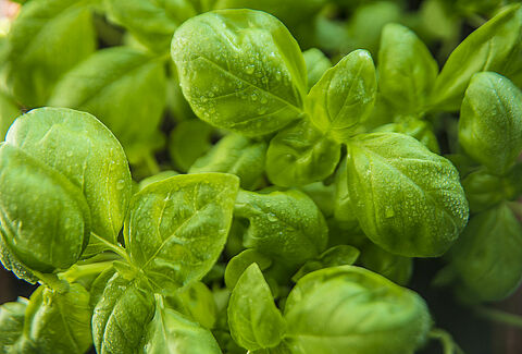 Hierbas aromáticas