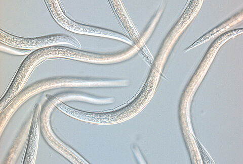 Steinernema carpocapsae