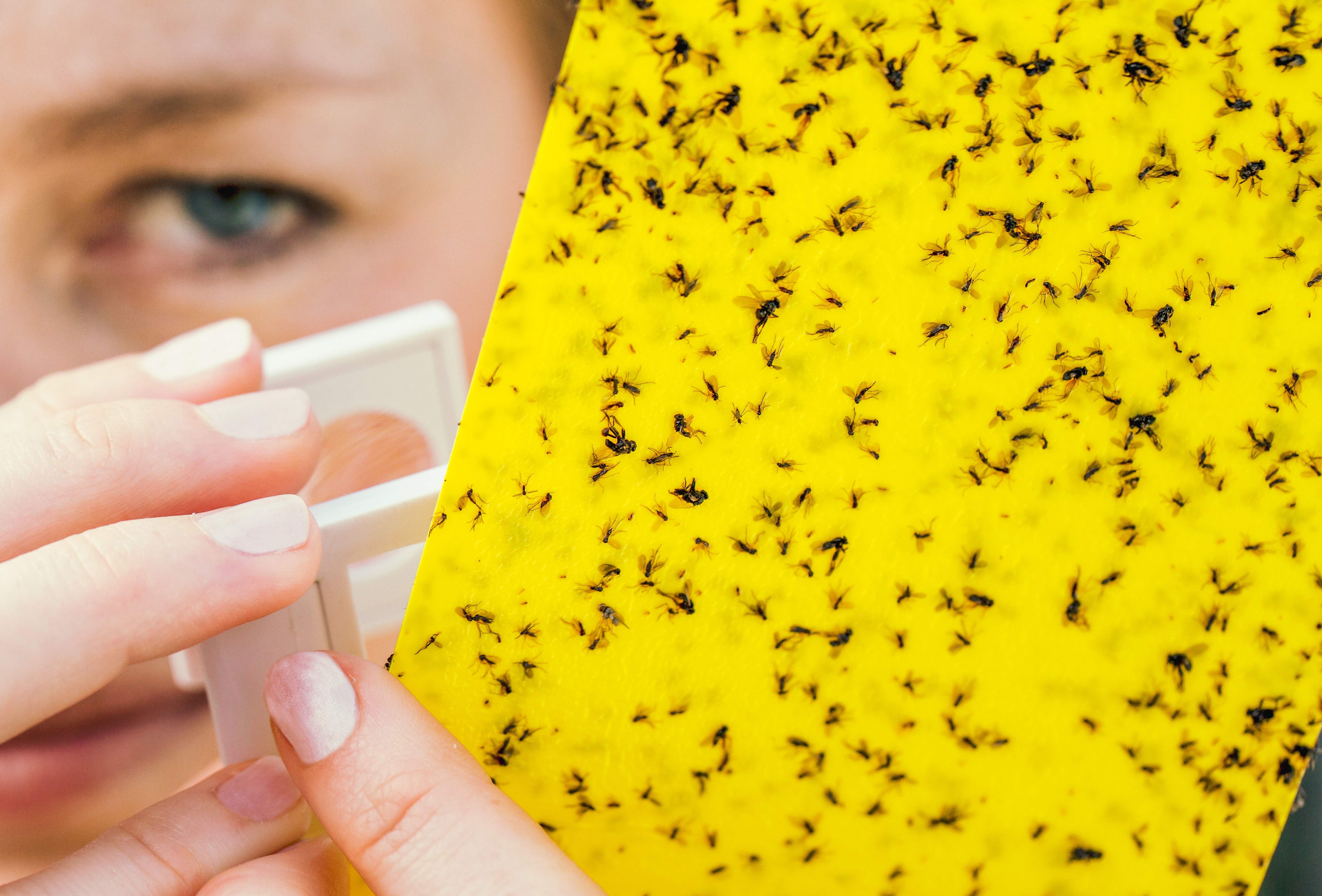 Mayor captura de trips y moscas blancas con Horiver