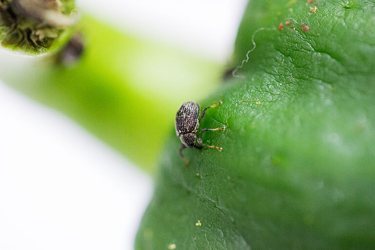 Pepper weevil Anthonomus eugenii adult beetle in pepper crop