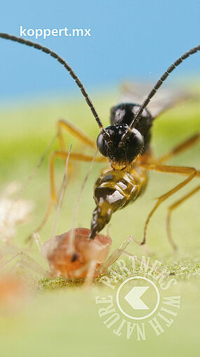 Aphidius colemani 