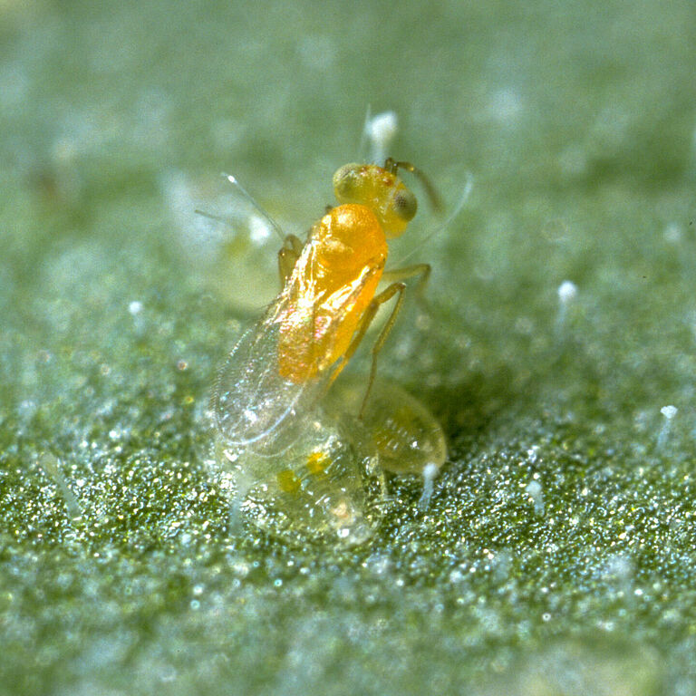 Parasitic wasp Eretmocerus eremicus laying an egg underneath a whitefly nymph