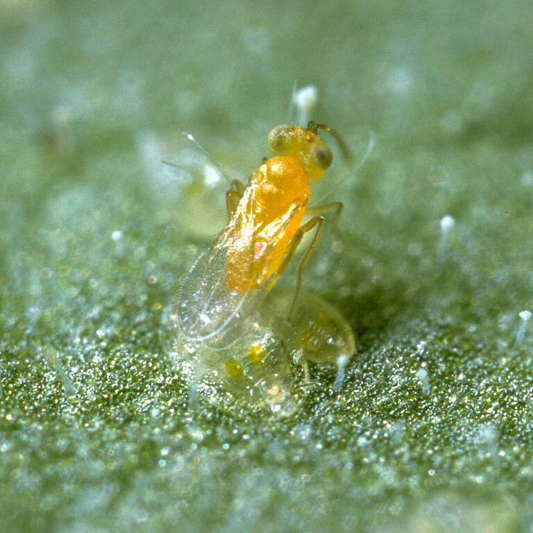 Parasitic wasp Eretmocerus eremicus laying an egg underneath a whitefly nymph.