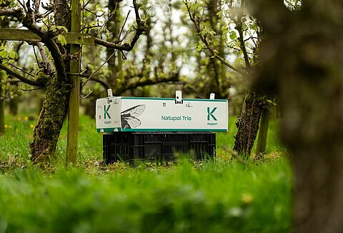 Consejos para la polinización de cultivos a campo abierto