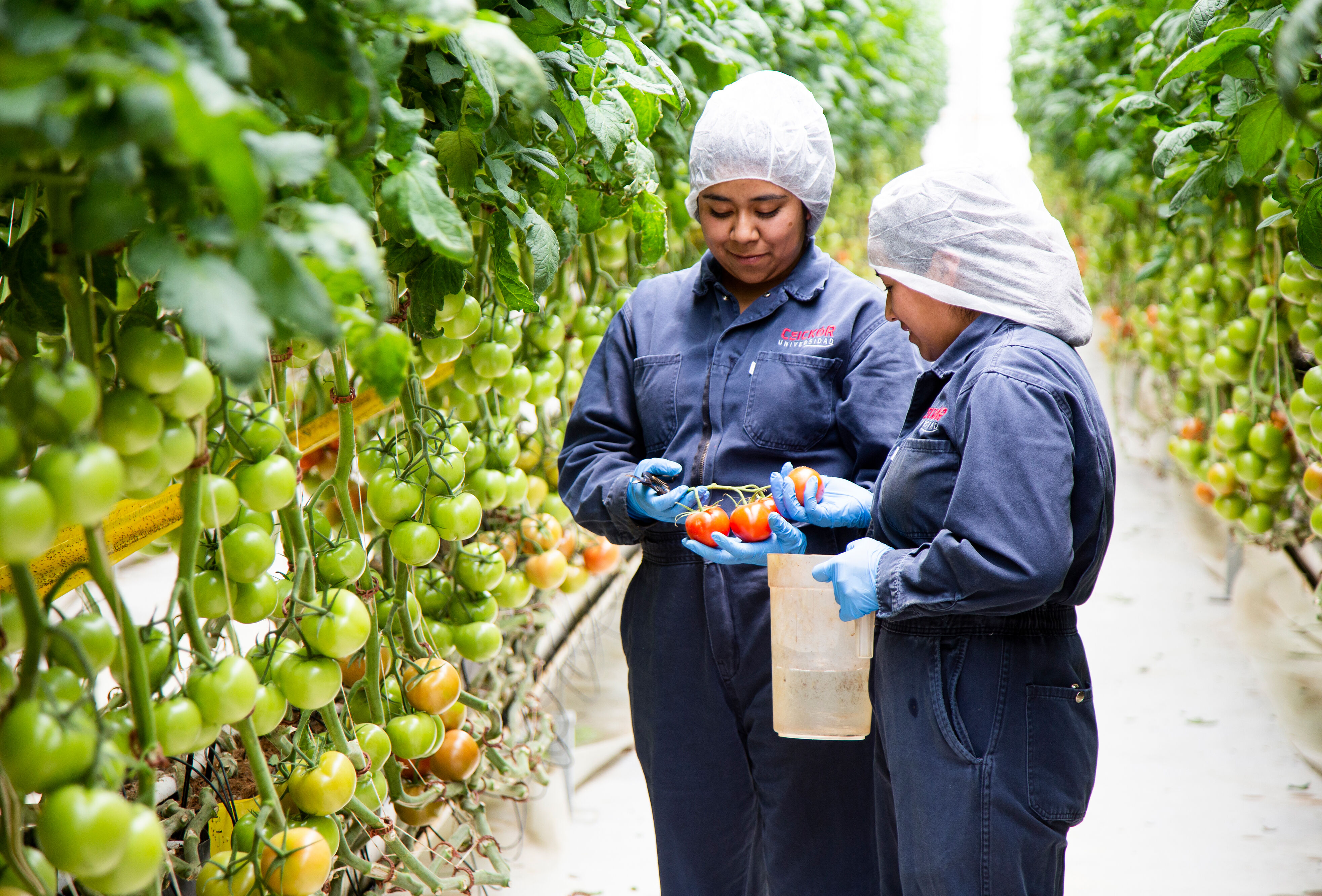 Próximos cursos de capacitación del Centro Universitario CEICKOR