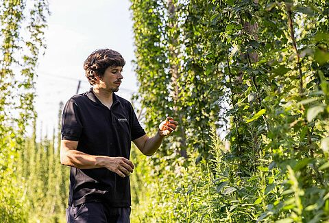 Una inmersión en la agricultura ecológica del lúpulo y la protección biológica de cultivos