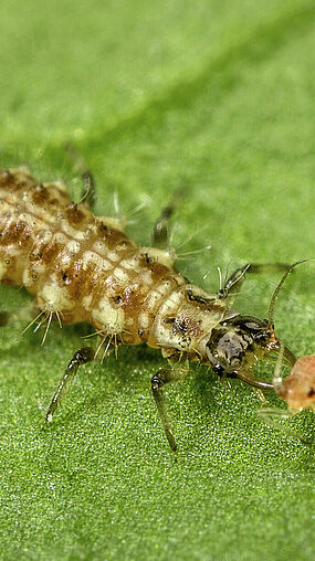 Chrysoperla carnea