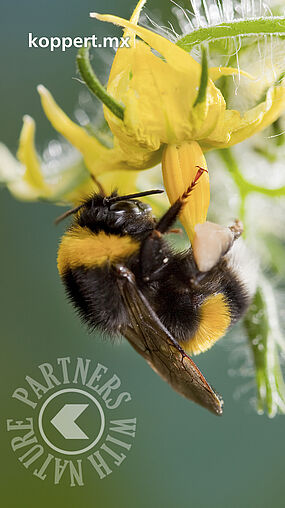 Bombus terrestris en flor de tomate 