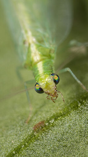 Chrysoperla lucasina
