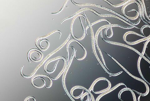 Looking for efficient solutions to control caterpillars and other foliar pests?