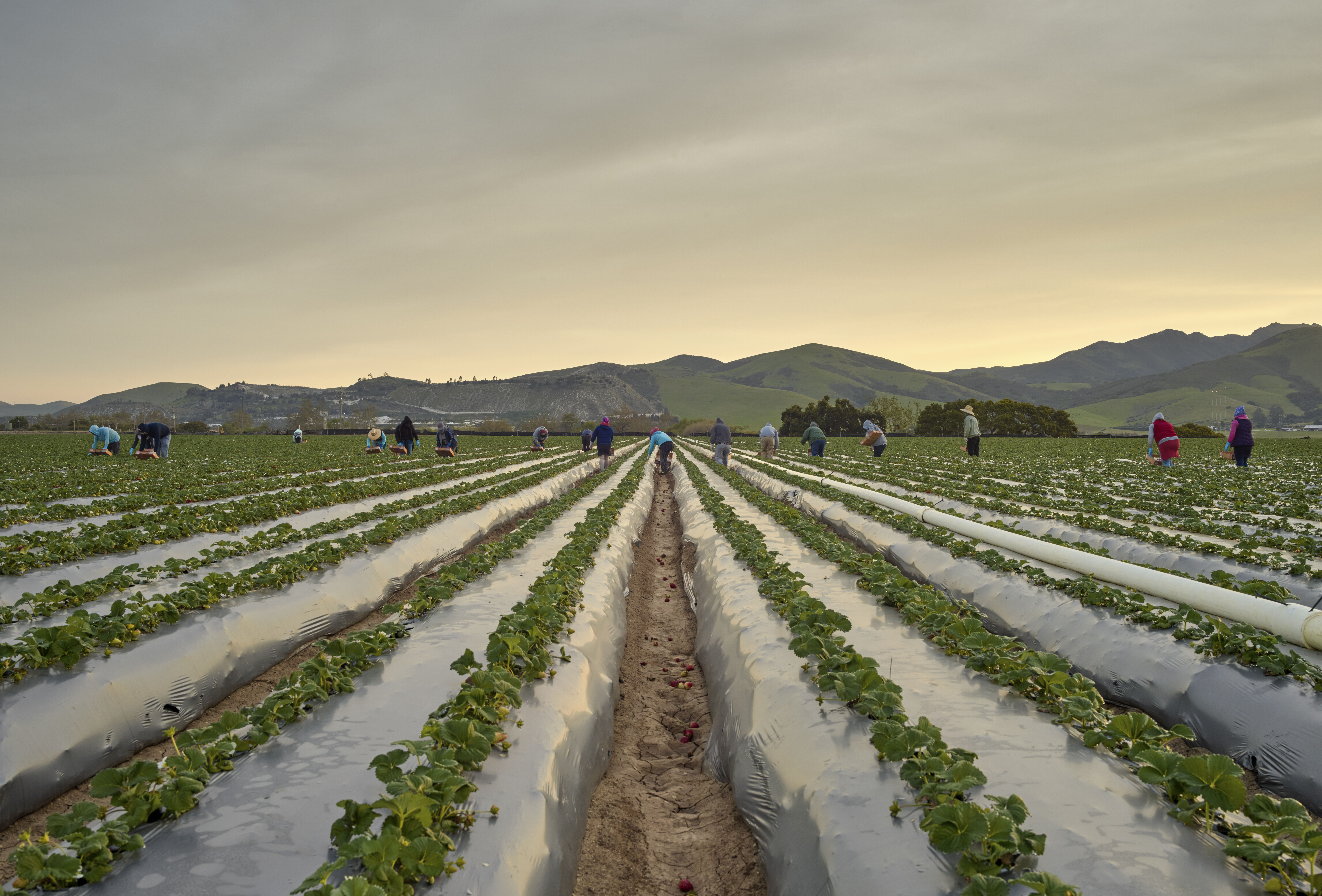 El cambio climático y sus efectos en las plagas y el control biológico