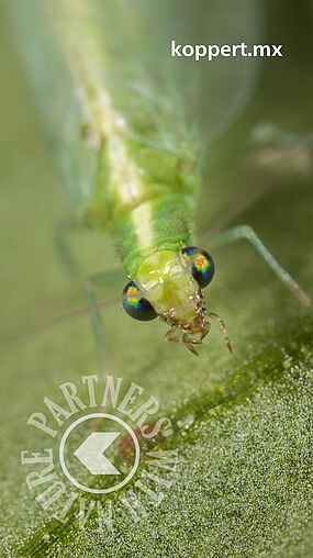Chrysoperla lucasina