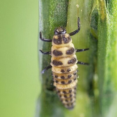 Coleomegilla maculata larva estadio 4