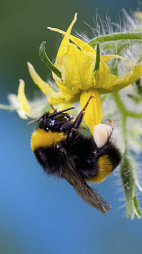 Bombus terrestris en flor de tomate 