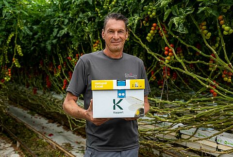 Maximiza la polinización en el tomate