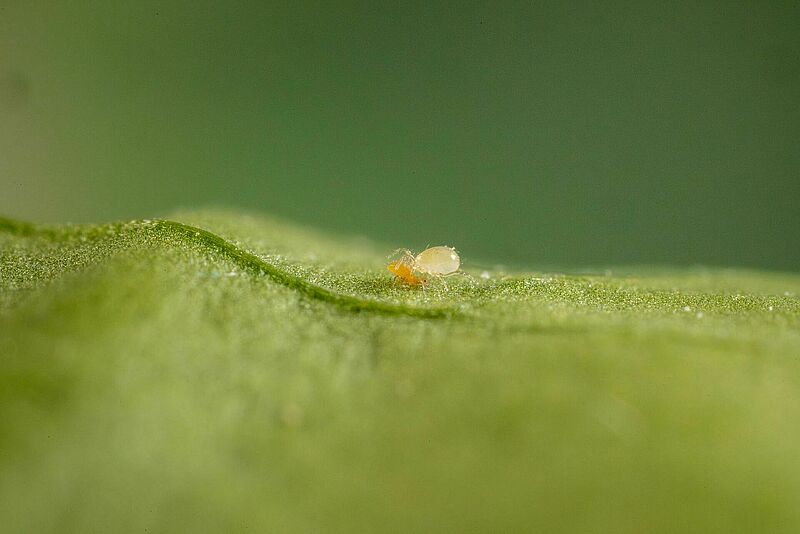 Amblydromalus limonicus depredando a un trips.