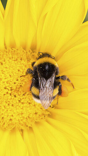 Bombus Terrestris en Flor