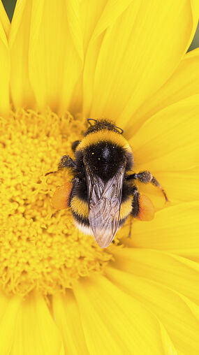 Bombus Terrestris en Flor