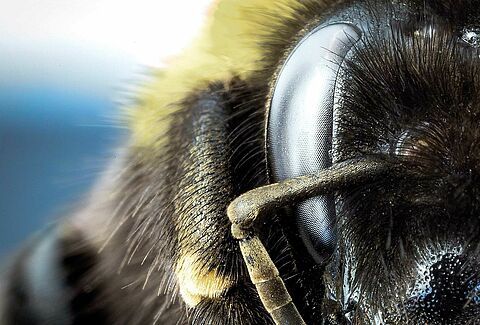 Más polinización gracias al sistema Beevision de Natupol