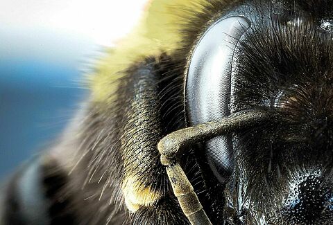 Más polinización gracias al sistema Beevision de Natupol